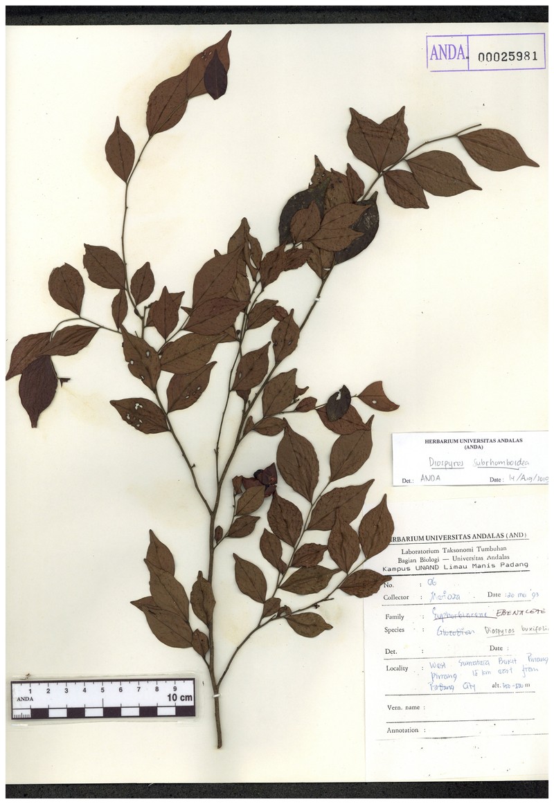 Diospyros subrhomboidea photo 7