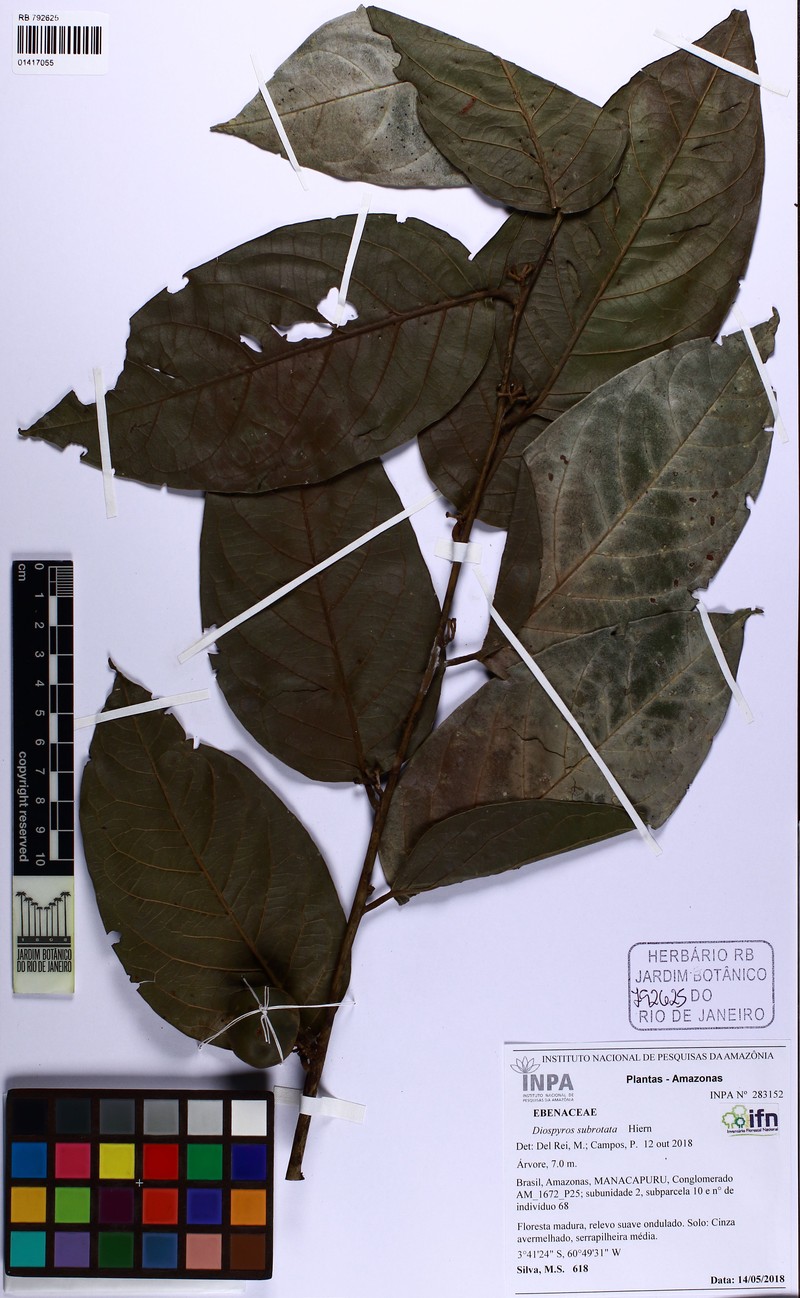 Diospyros subrotata