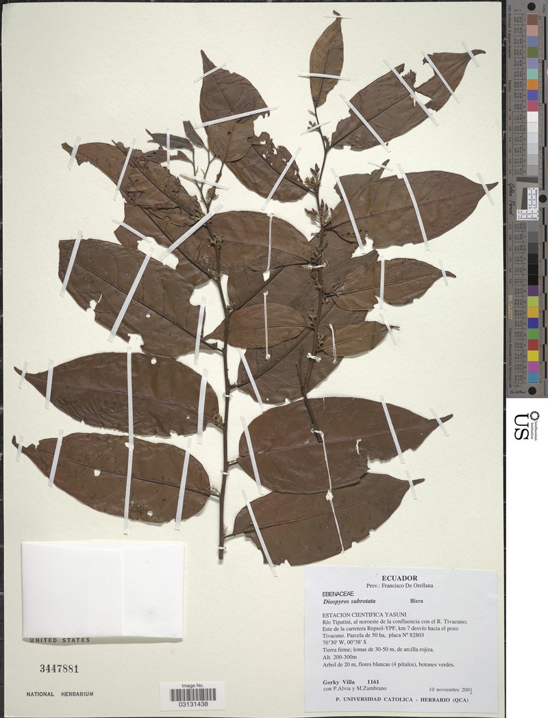 Diospyros subrotata photo 2