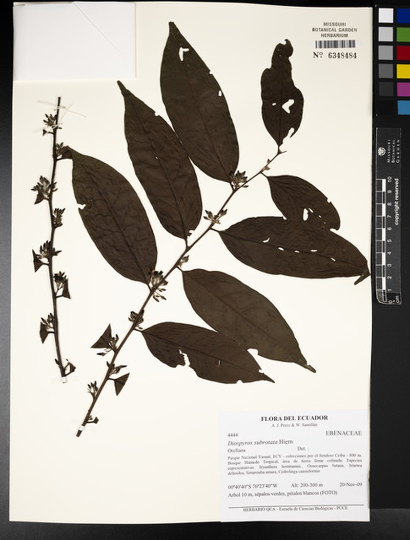 Diospyros subrotata photo 3