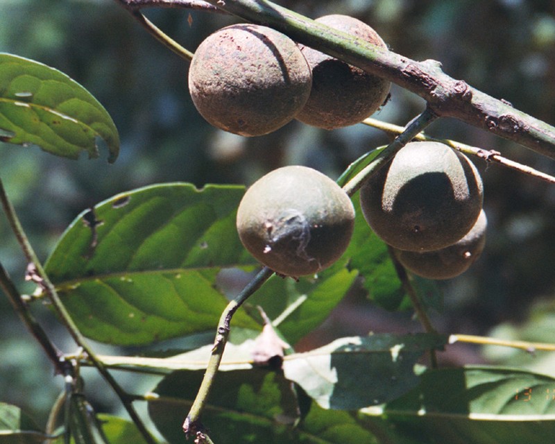 Diospyros subrotata photo 4
