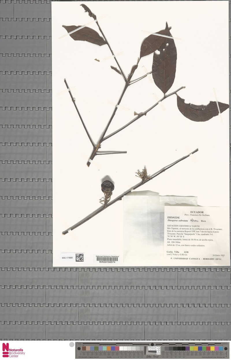 Diospyros subrotata photo 5