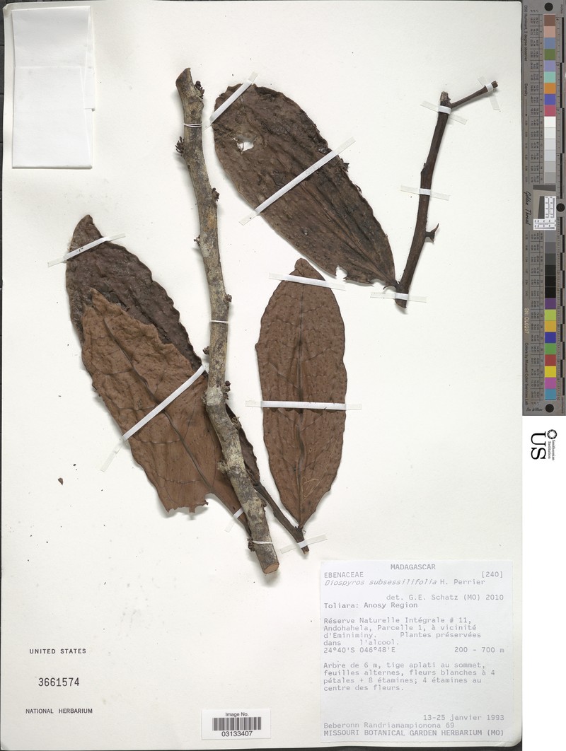 Diospyros subsessilifolia