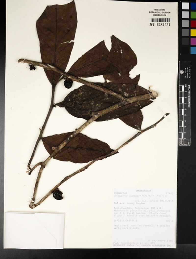 Diospyros subsessilifolia photo 2