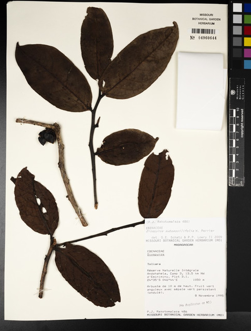 Diospyros subsessilifolia photo 3