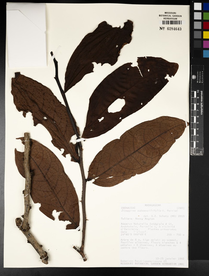 Diospyros subsessilifolia photo 4