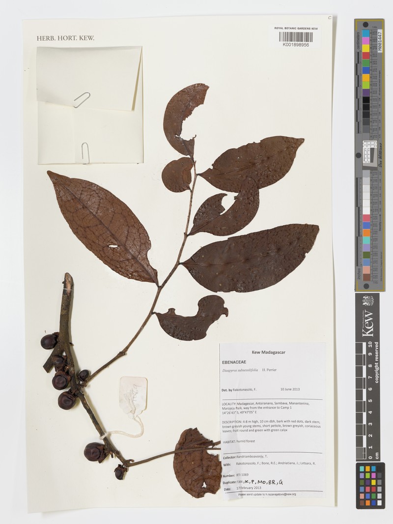 Diospyros subsessilifolia photo 5