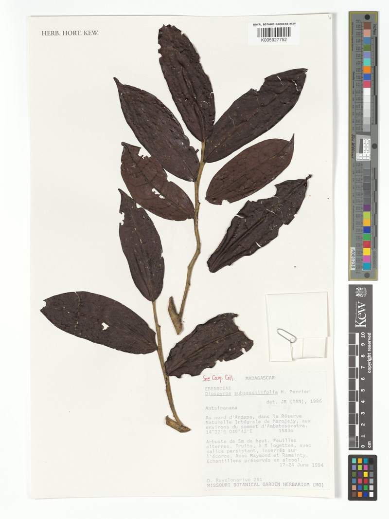 Diospyros subsessilifolia photo 6