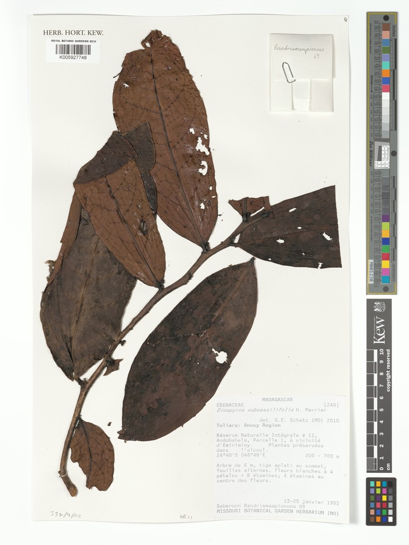 Diospyros subsessilifolia photo 7