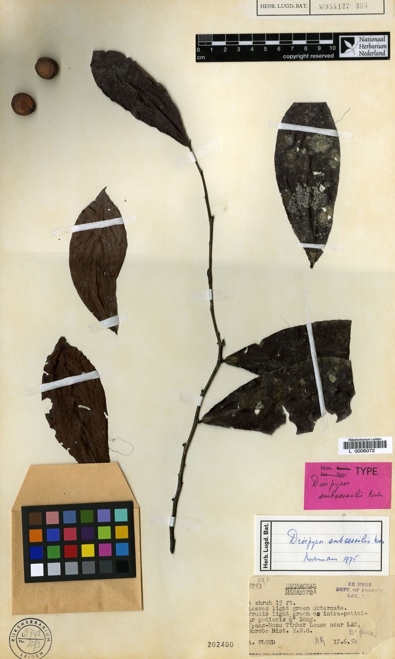 Diospyros subsessilis