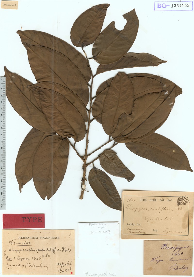 Diospyros subtruncata