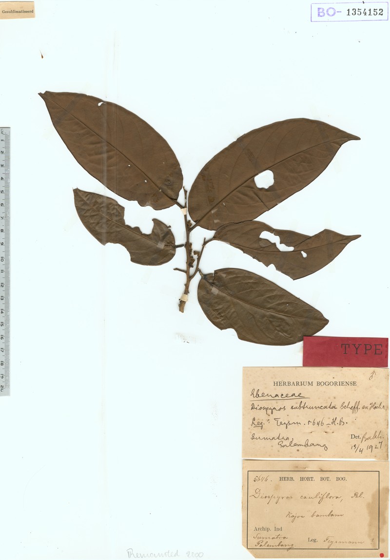 Diospyros subtruncata photo 2