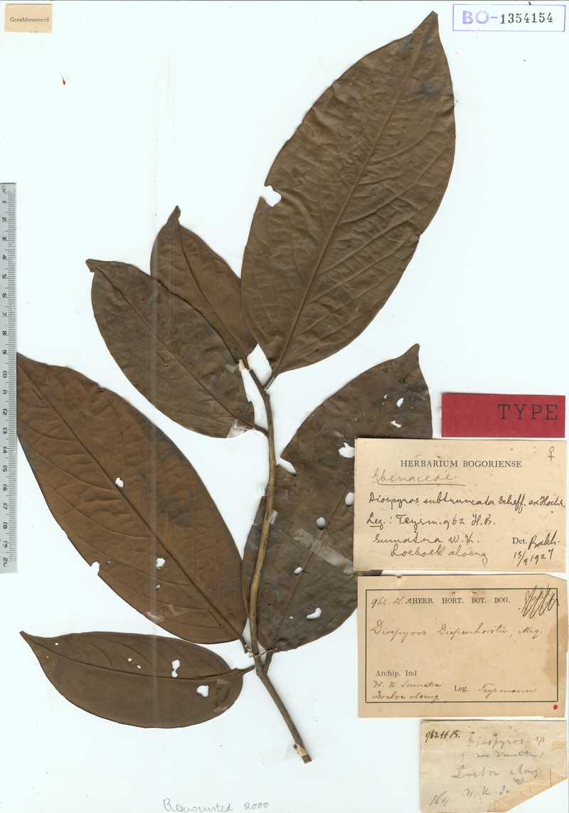 Diospyros subtruncata photo 3