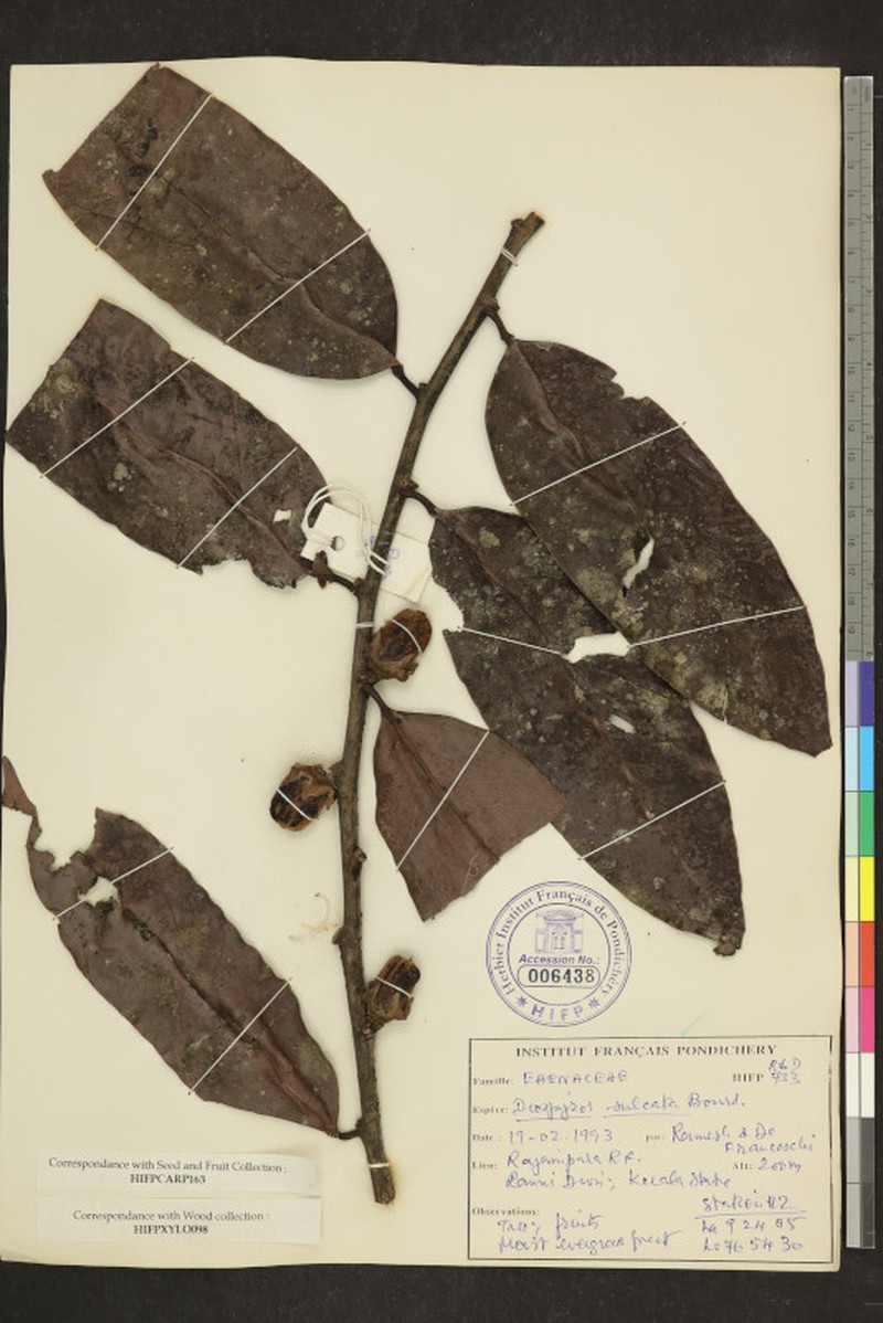 Diospyros sulcata