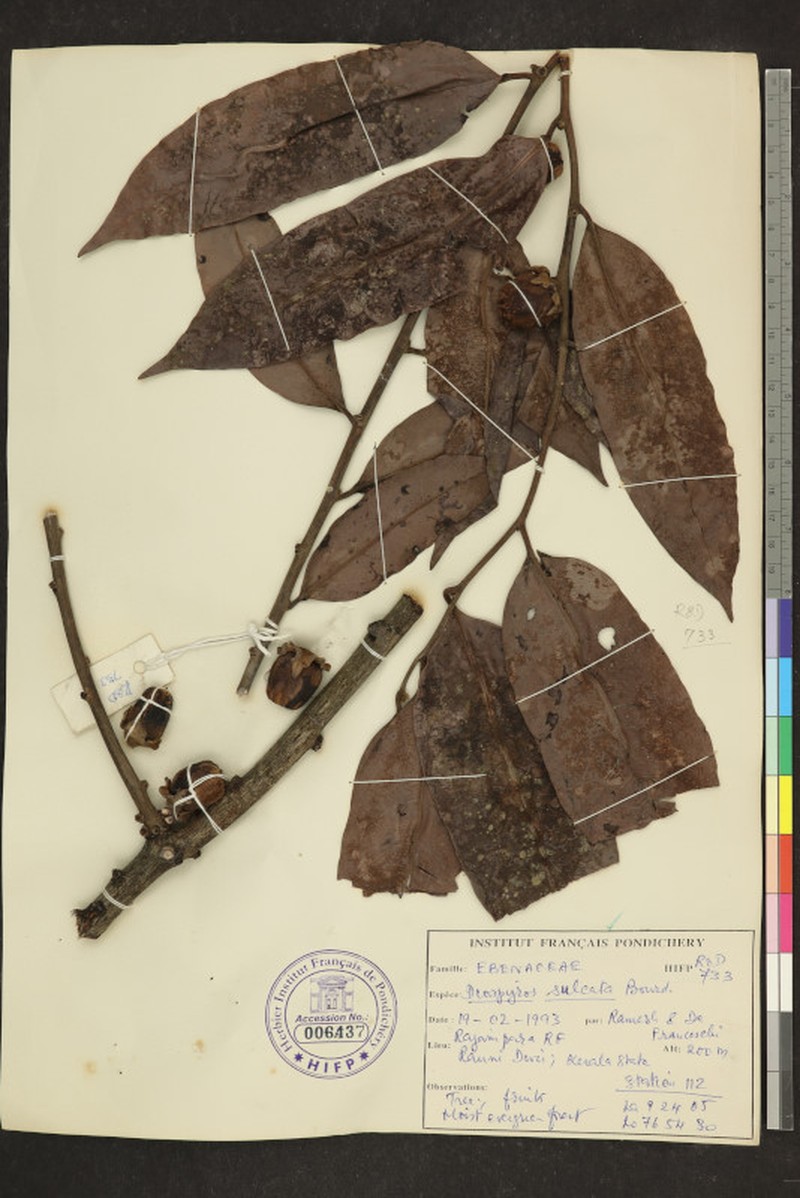Diospyros sulcata photo 2