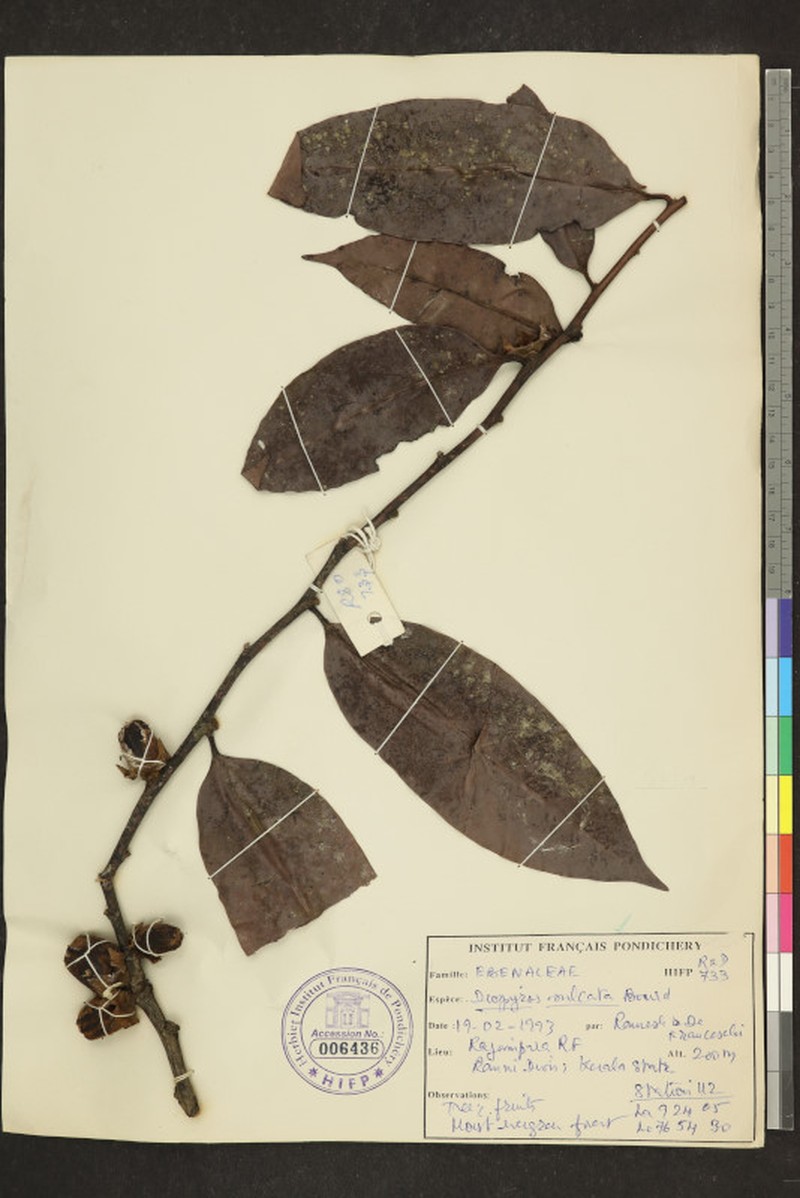 Diospyros sulcata photo 3