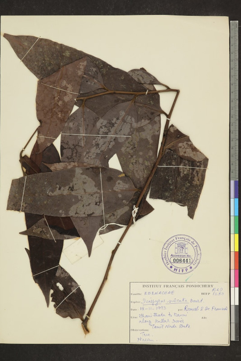 Diospyros sulcata photo 4