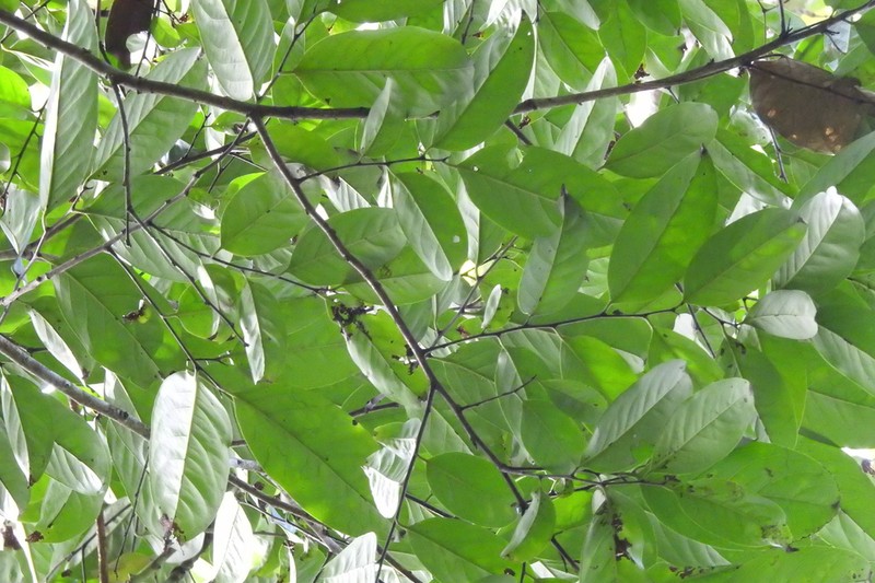 Diospyros sumatrana