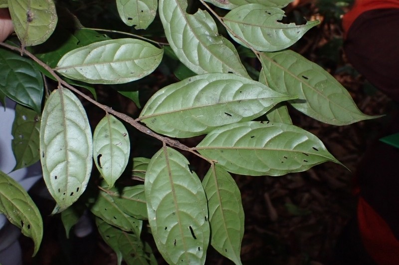 Diospyros sumatrana photo 2