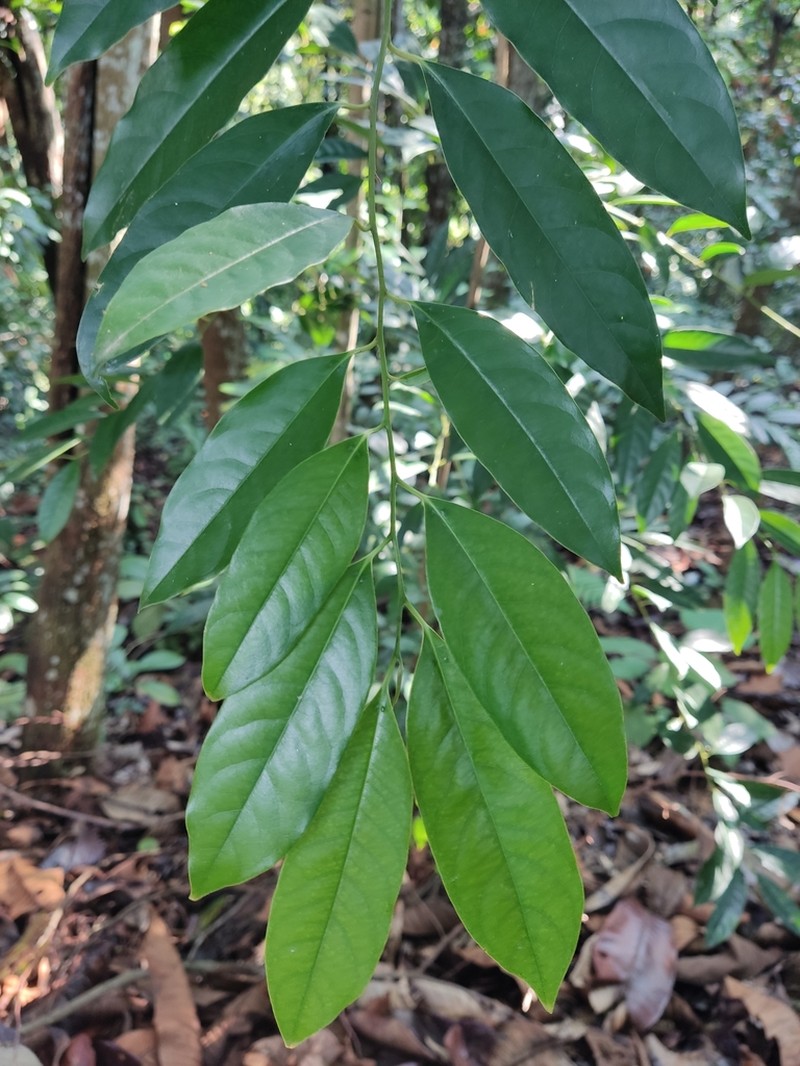 Diospyros sumatrana photo 3