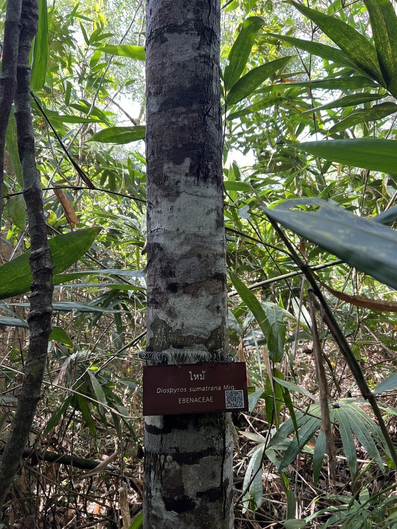 Diospyros sumatrana photo 4