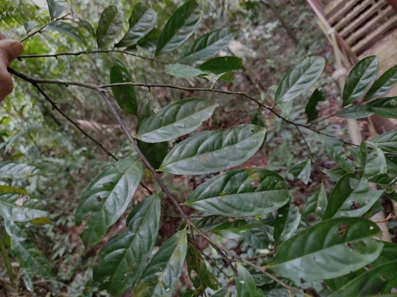 Diospyros sumatrana photo 5