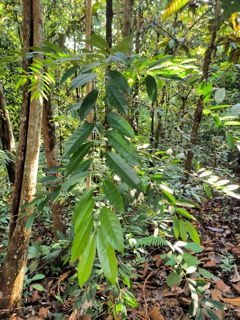 Diospyros sumatrana photo 6