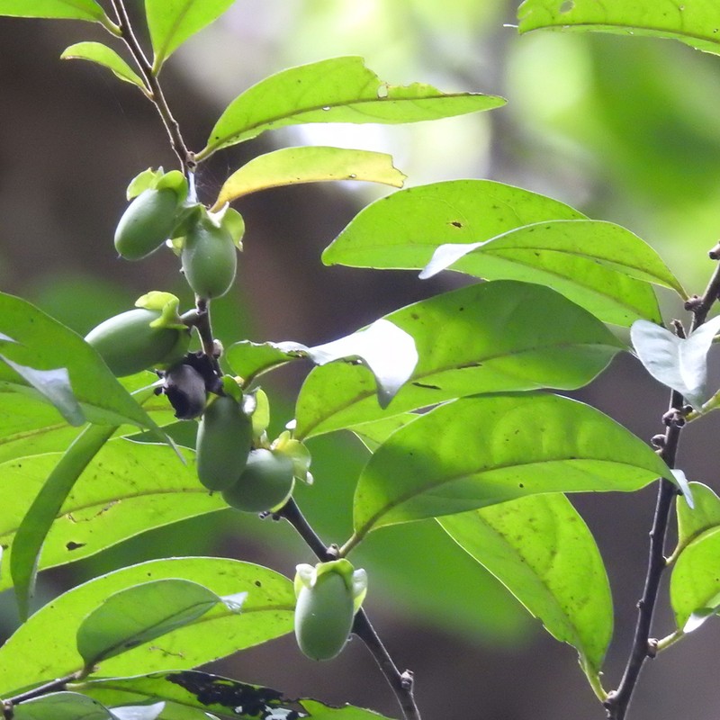 Diospyros sumatrana photo 7