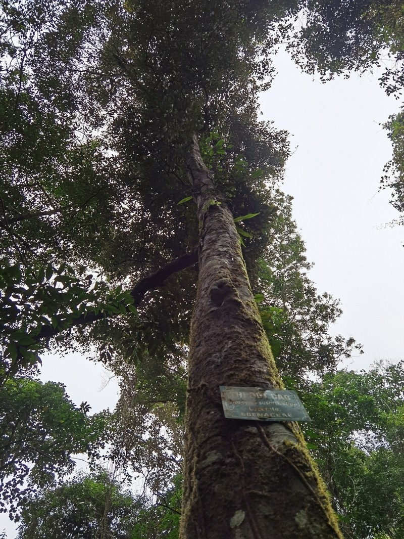 Diospyros susarticulata
