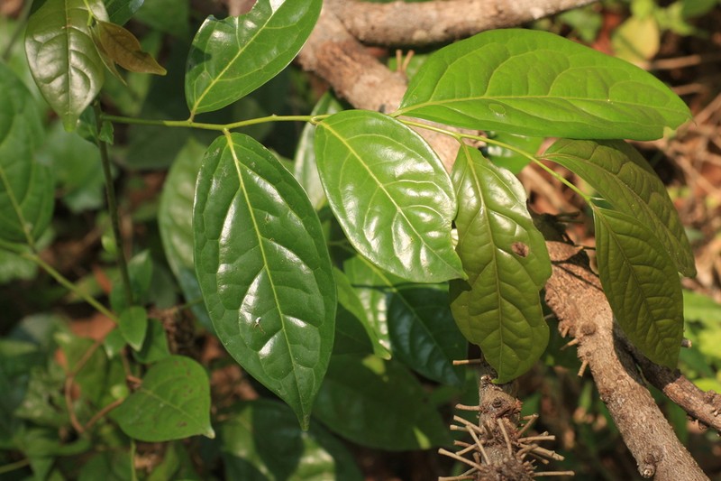 Diospyros sylvatica photo 2