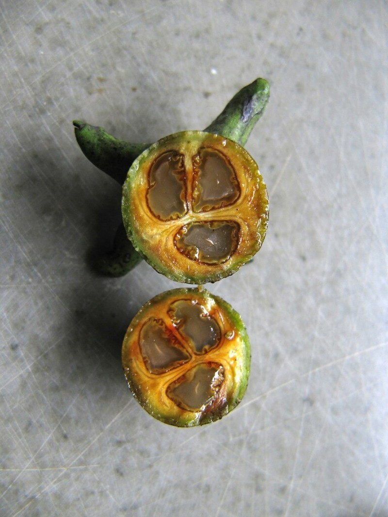Diospyros sylvatica photo 3