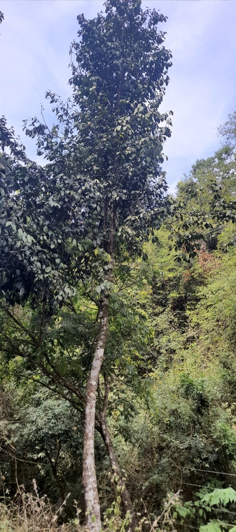 Diospyros sylvatica photo 4