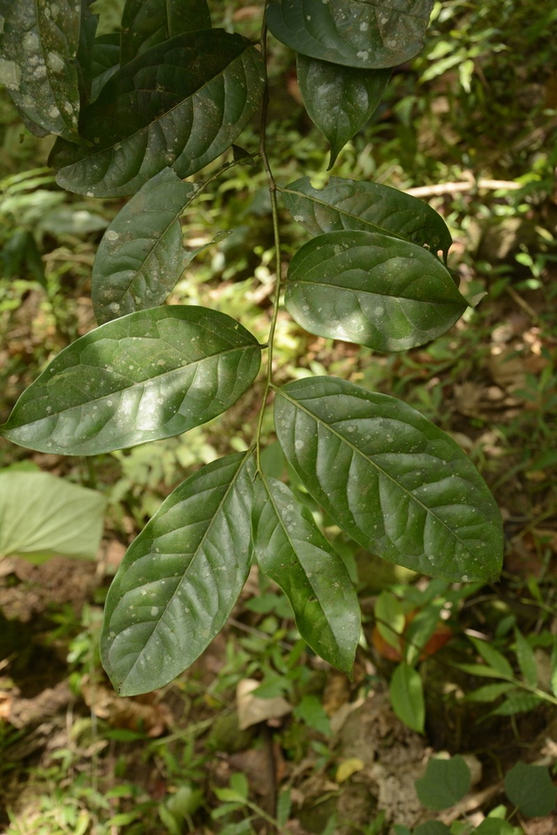 Diospyros sylvatica photo 5