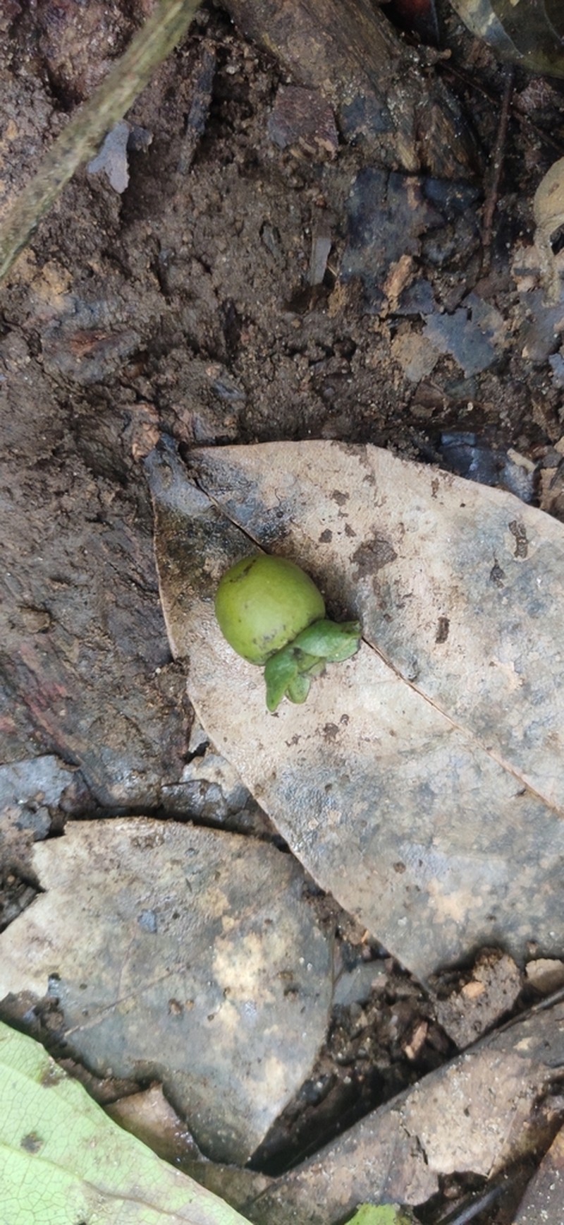 Diospyros sylvatica photo 6