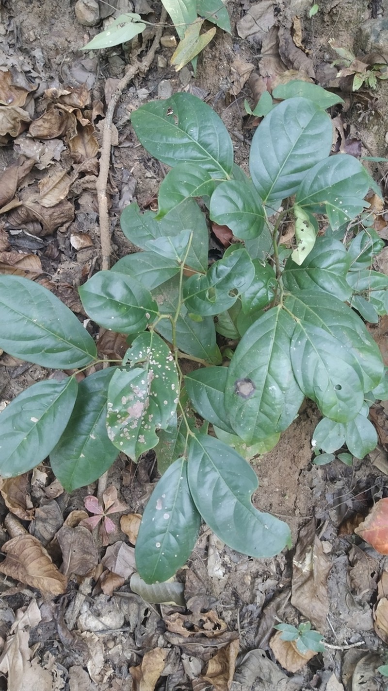 Diospyros sylvatica photo 7