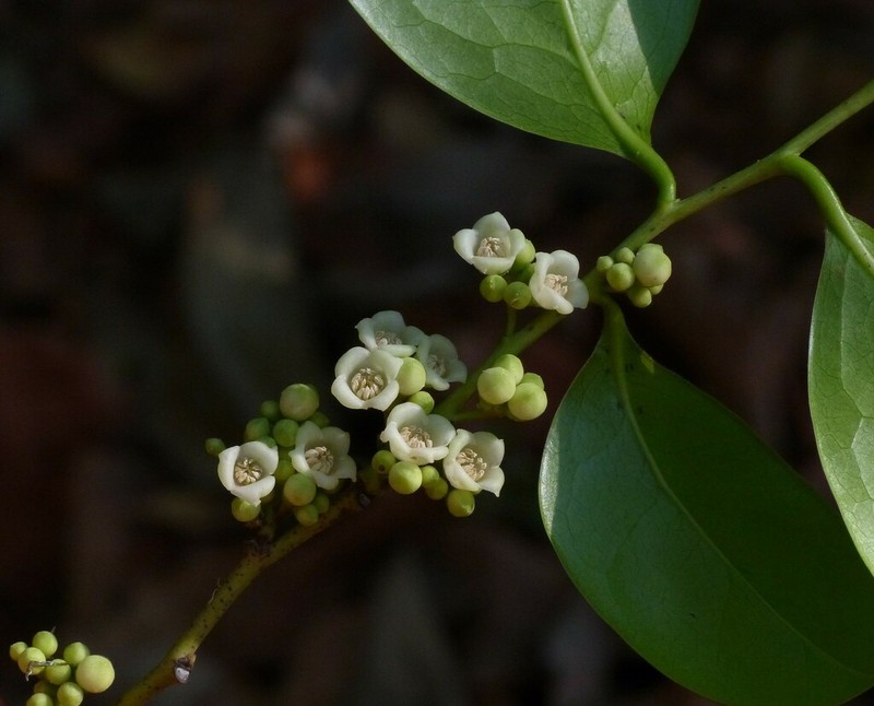 Diospyros sylvatica photo 8