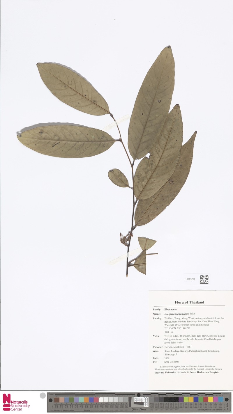 Diospyros tahanensis