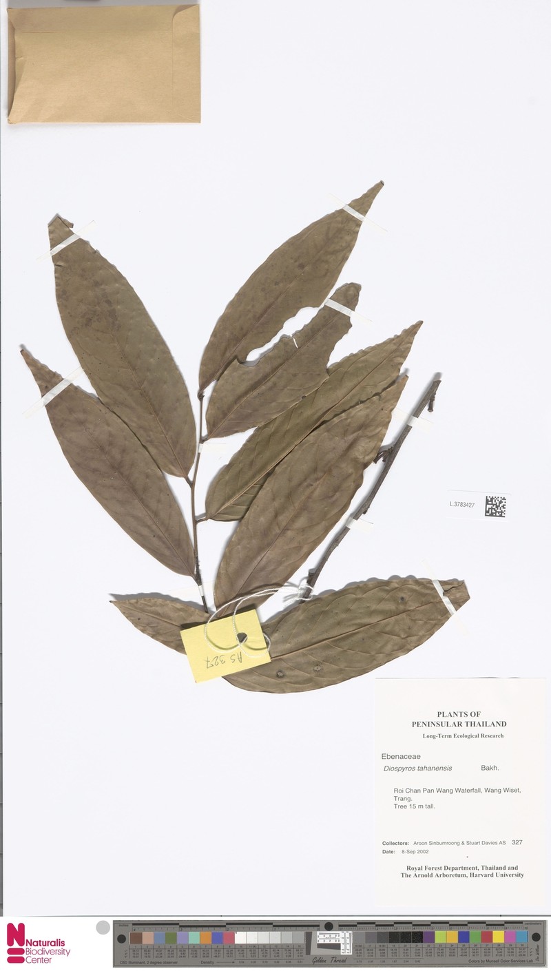 Diospyros tahanensis photo 2
