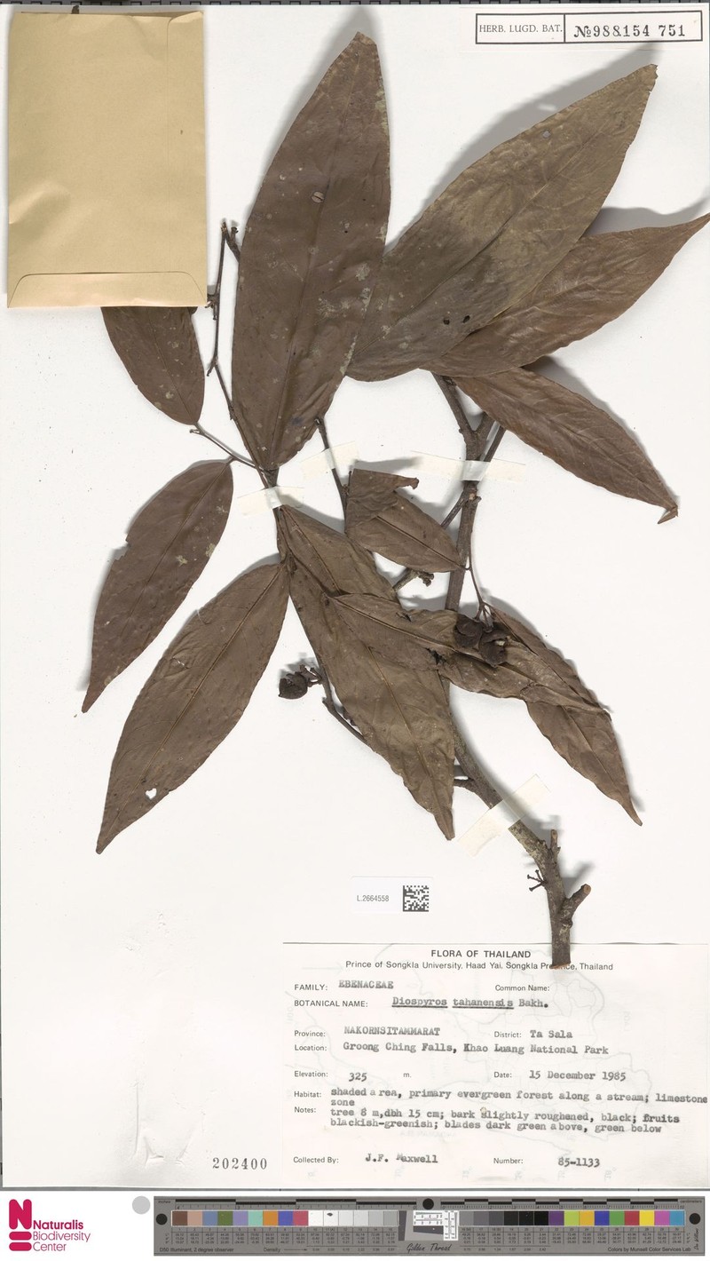 Diospyros tahanensis photo 3