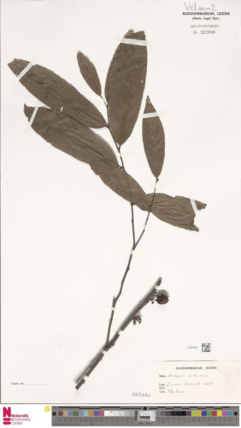 Diospyros tahanensis photo 4