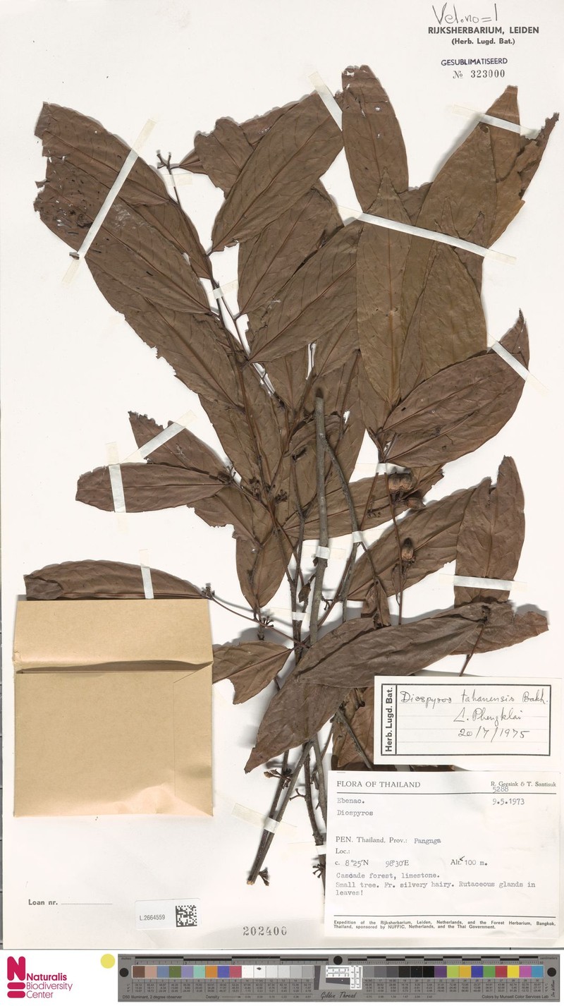 Diospyros tahanensis photo 5