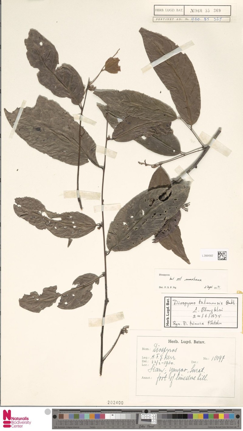 Diospyros tahanensis photo 6