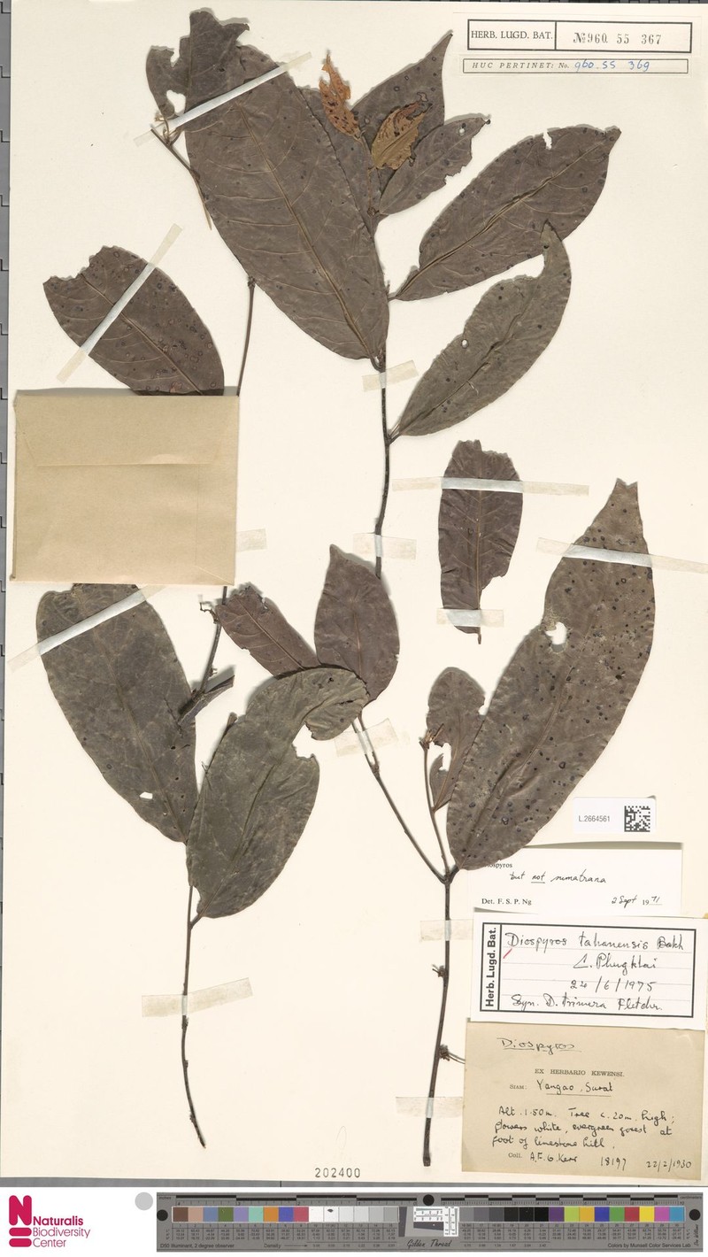 Diospyros tahanensis photo 7