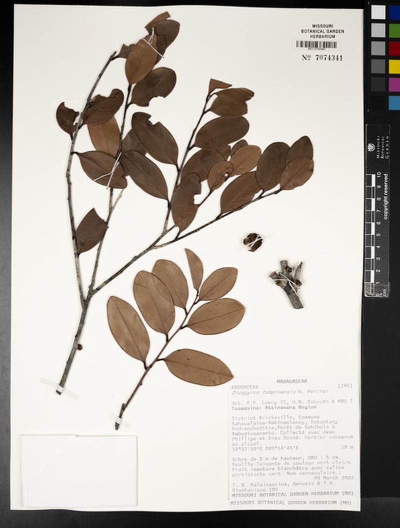 Diospyros tampinensis