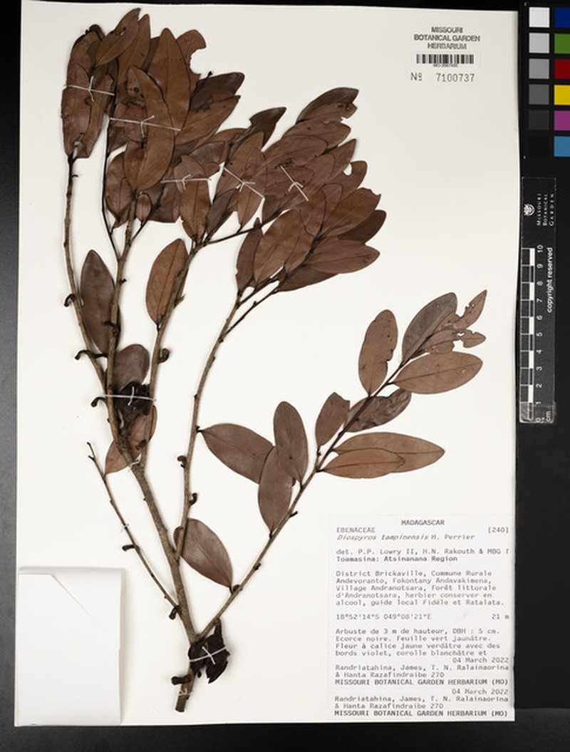 Diospyros tampinensis photo 2
