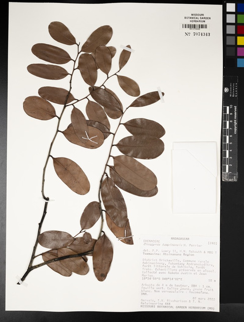 Diospyros tampinensis photo 3