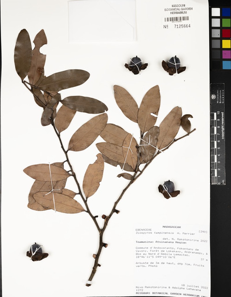 Diospyros tampinensis photo 4