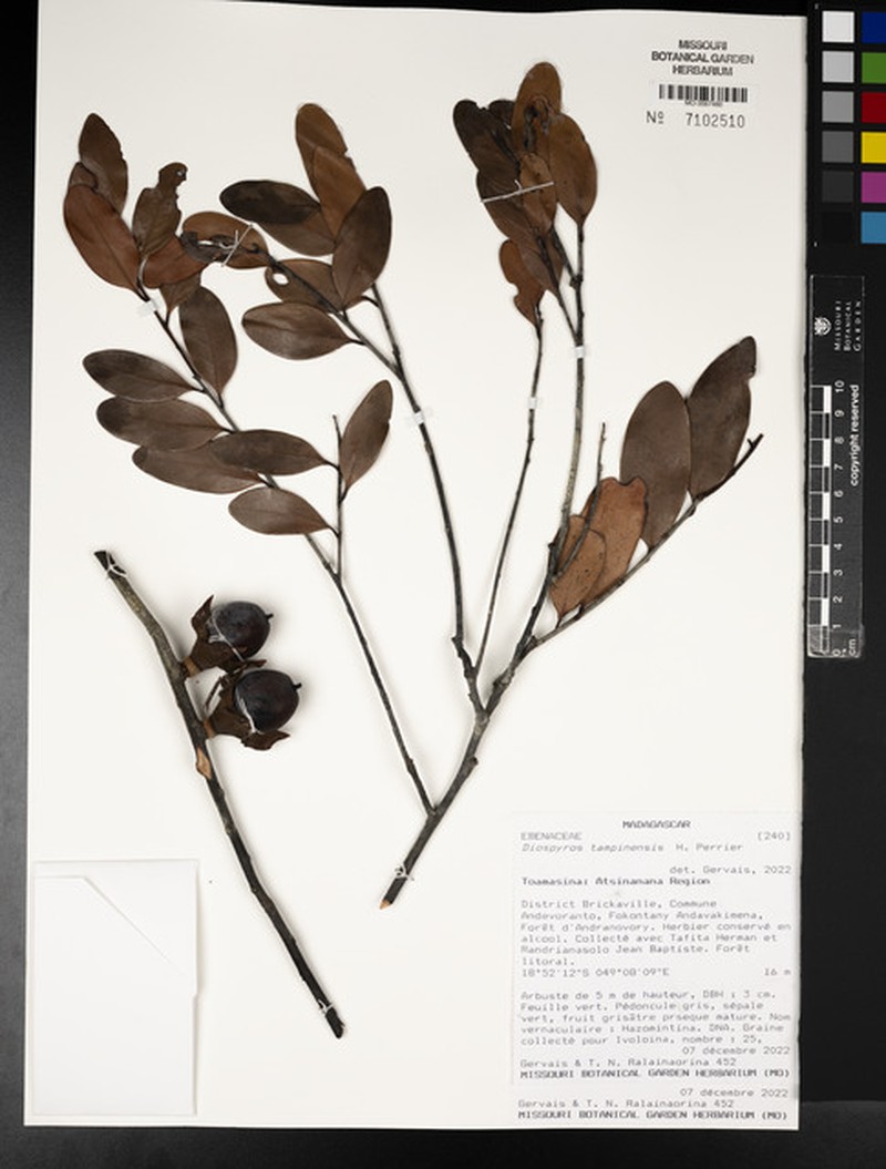 Diospyros tampinensis photo 5