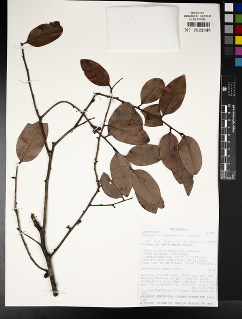 Diospyros tampinensis photo 6