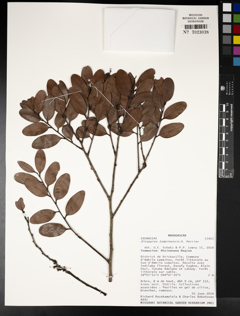 Diospyros tampinensis photo 7